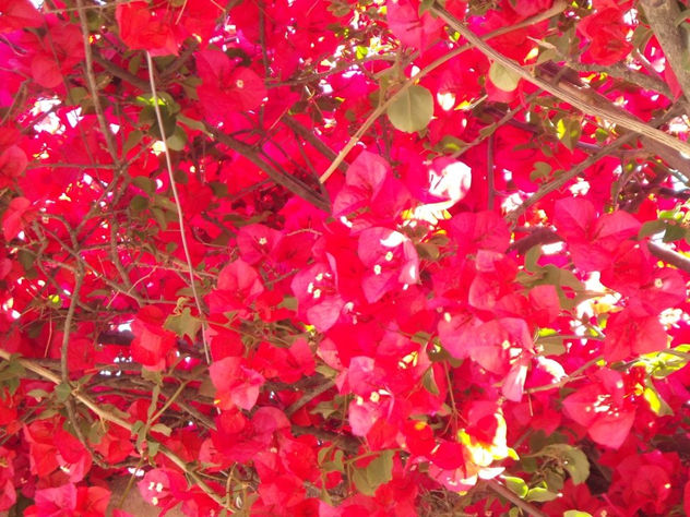 flores hermosas