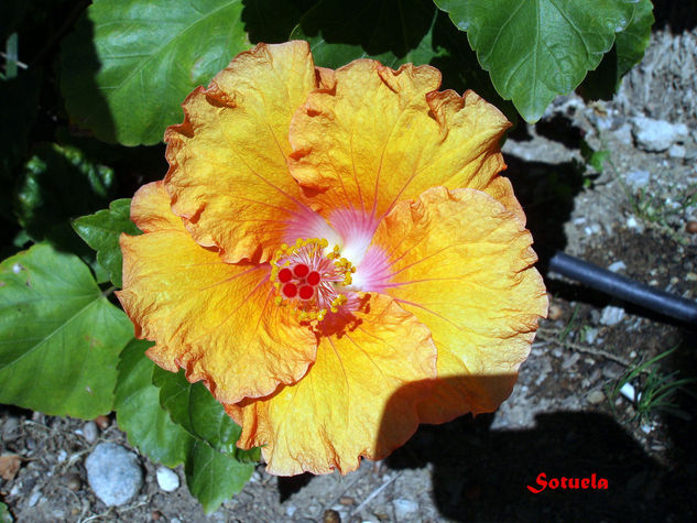 Hibiscus amarillo Naturaleza Color (Digital)