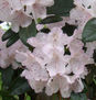 RODODENDRO BLANCO