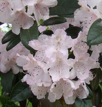 Rododendro blanco