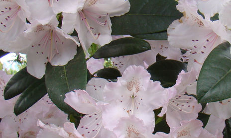 MIS RODODENDROS