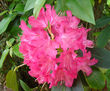 RODODENDRO ROSA