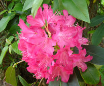 Rododendro rosa