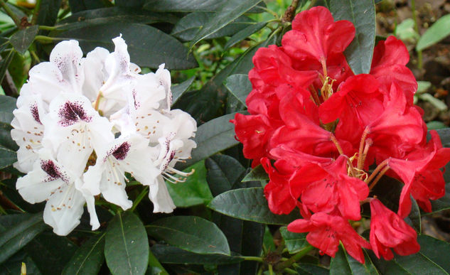 RODODENDROS BLANCO ROJO Naturaleza Color (Digital)