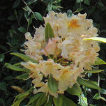 MIS RODODENDROS thumbnail 2