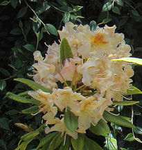 Rododendro amarillo