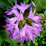 MIS RODODENDROS thumbnail 1