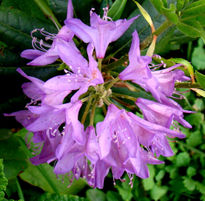 Rododendro violeta