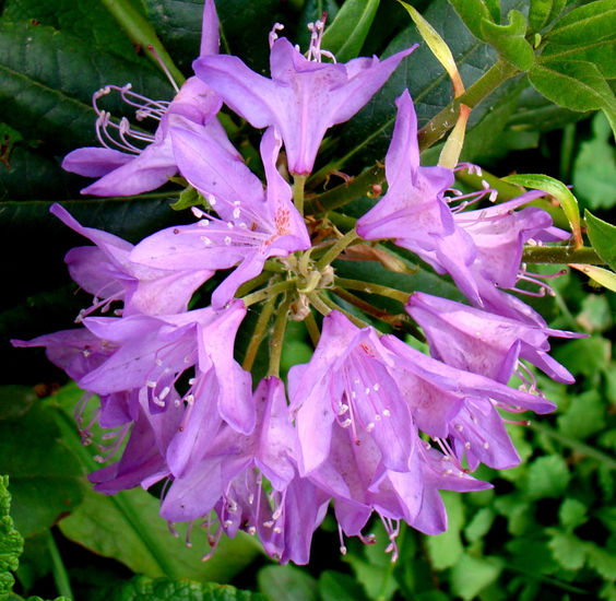 RODODENDRO VIOLETA Naturaleza Color (Digital)