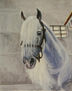 CABALL BLANC
