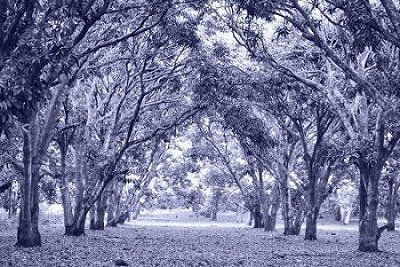 Bosque