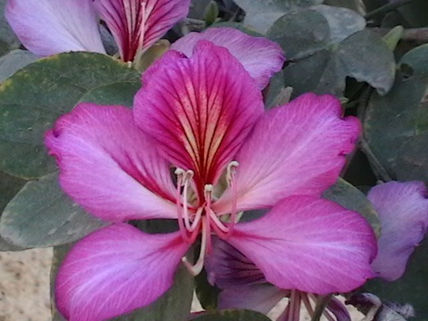 Flor