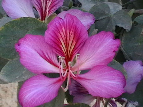 Flor