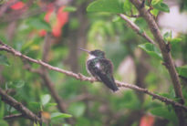 Colibri 2