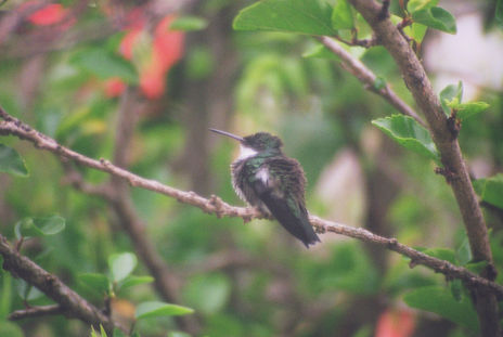 Colibri 2