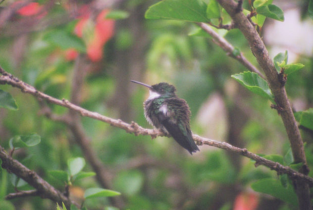 colibri 2