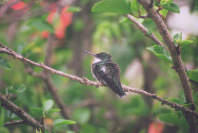 colibri 2 Nature Color (Manual)