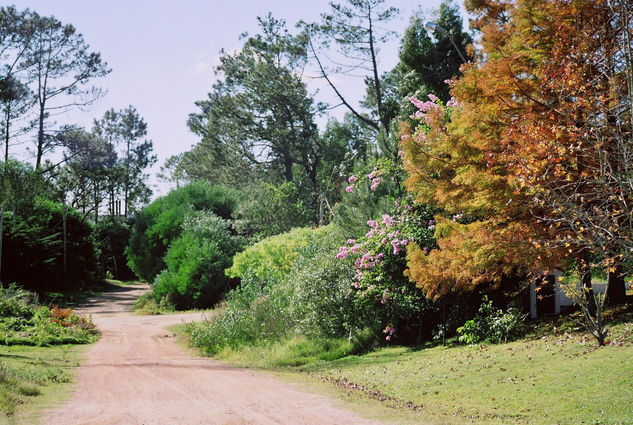 bosque en otoño Naturaleza Color (Química)