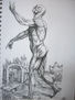 VESALIO (REPRODUCCION)
