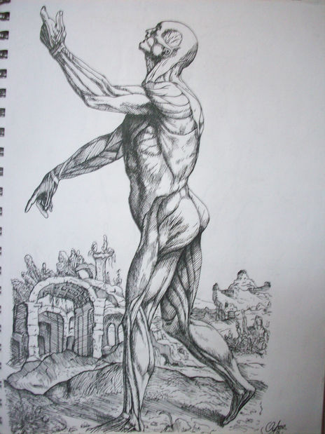 Vesalio (reproduccion)