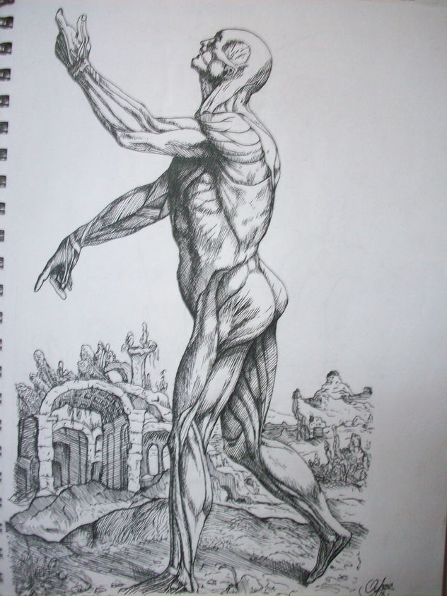 VESALIO (REPRODUCCION)