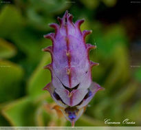 La Sonrisa de una Flor