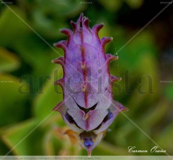 La Sonrisa de una Flor Naturaleza Color (Digital)