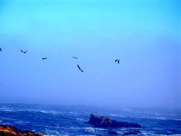 El vuelo de la aves 