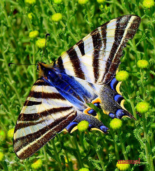 INCLUIDA EN FLORES Nature Color (Digital)