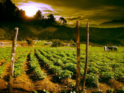 Campo de constanza