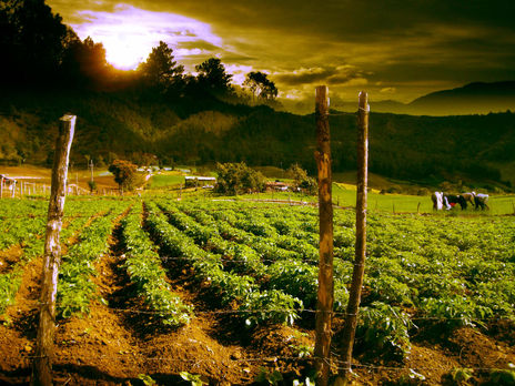 Campo de constanza