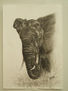 Elefante
