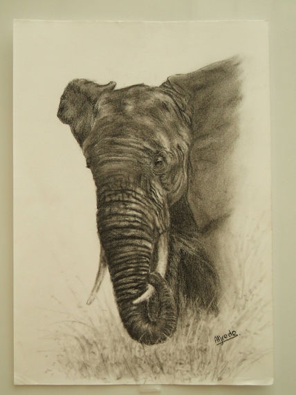 Elefante