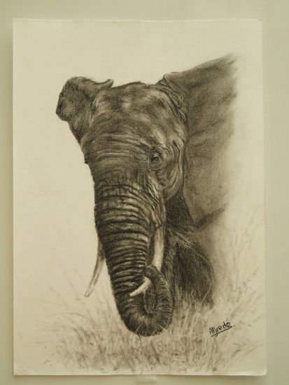 Elefante Charcoal