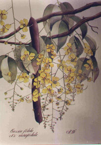 Cassia fistula