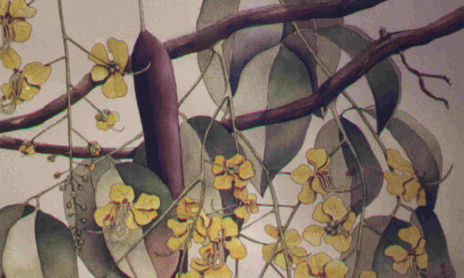 Ilustraciones Botanicas