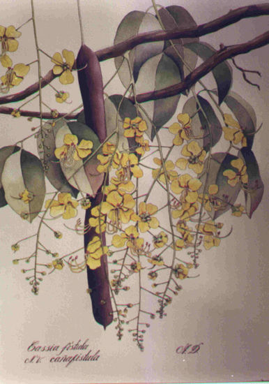 Cassia fistula Acuarela Papel Floral