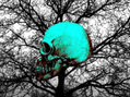 arbol calavera