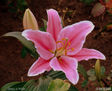 Lilium Rosado