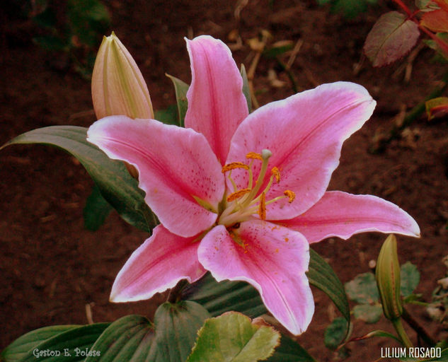 Lilium Rosado Naturaleza Color (Digital)