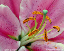 Estambres del Lilium