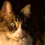 El Gato.Unapasión personal. thumbnail 1