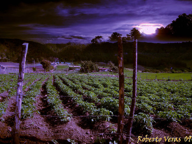 CAMPO EN CONSTANZA 