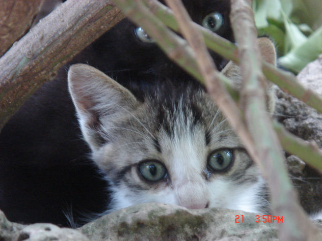 foto de uno de mis gatitos (cosa linda)