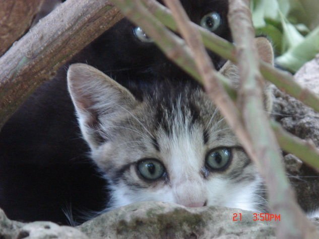 foto de uno de mis gatitos (cosa linda) Óleo Lienzo Paisaje