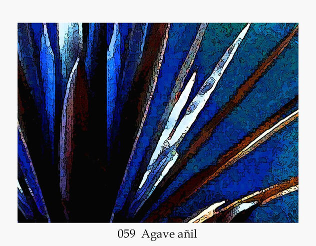 059 Agave Añil 