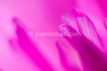 femenino Singular V