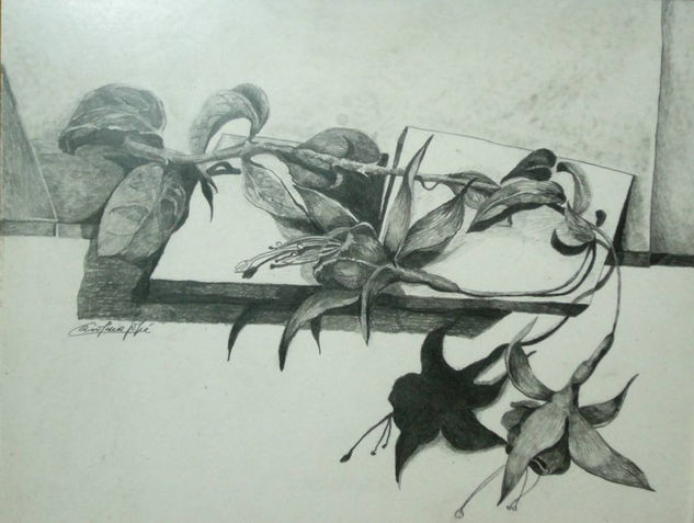 del natural, ZARCILLOS DE LA REINA Graphite