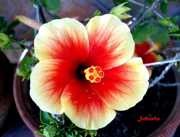 Hibiscus amarillo y rojo Naturaleza Color (Digital)