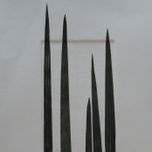 Texturas del Paisaje thumbnail 1
